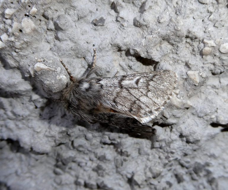 Thaumetopoea pityocampa