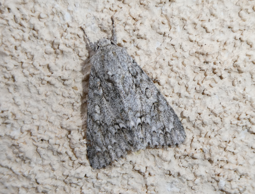 Acronicta aceris - vadgesztenye-szigonyosbagoly
