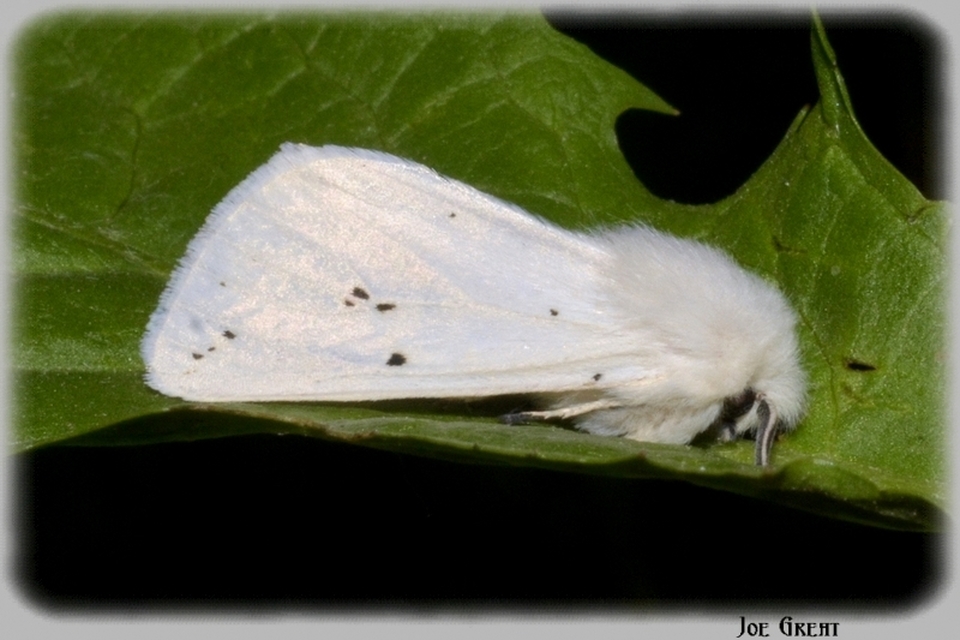 Spilosoma urticae - hószínű medvelepke