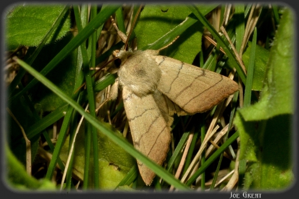 Charanyca trigrammica - háromsávos lombbagoly