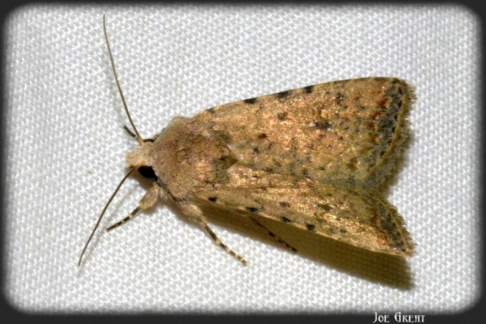 Paradrina clavipalpis - közönséges selymesbagoly