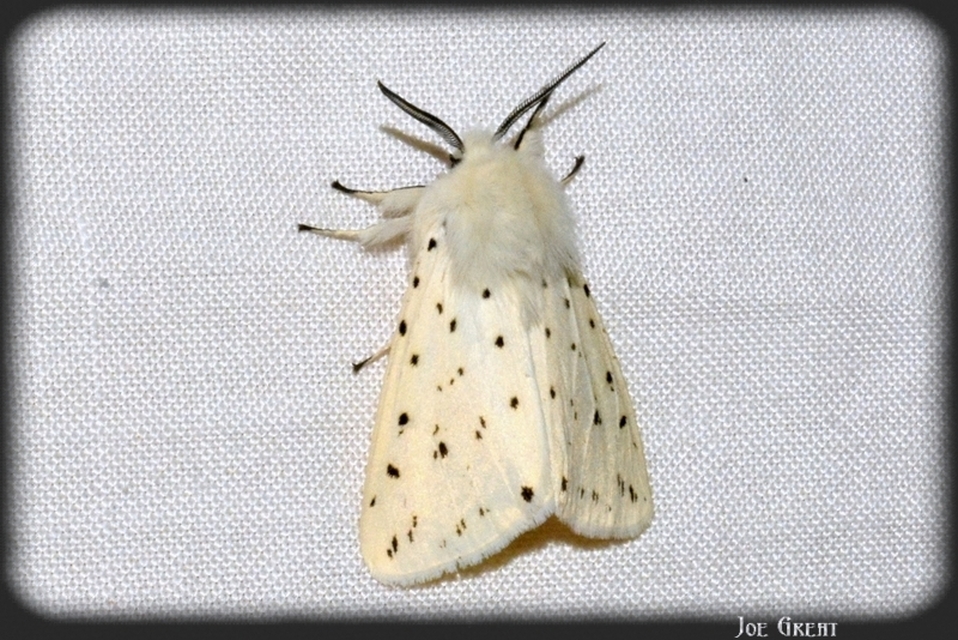 Spilosoma lubricipedum - tejszínű medvelepke
