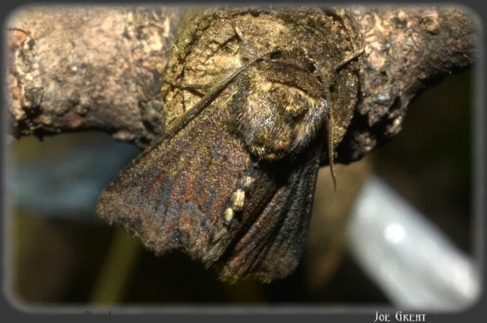 Oligia strigilis - kormos dudvabagoly
