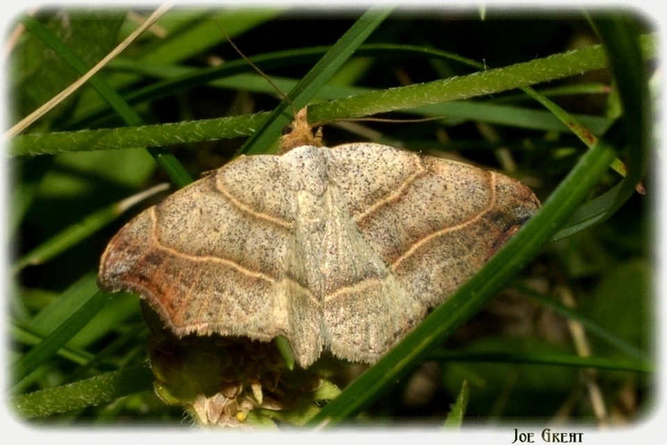Laspeyria flexula - zuzmóbagoly