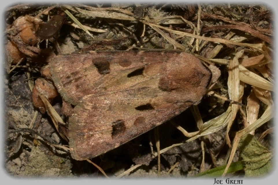 Agrotis exclamationis - felkiáltójeles földibagoly