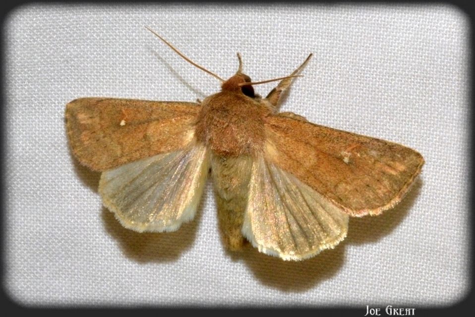 Mythimna albipuncta - fehérpettyes rétibagoly