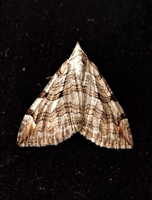 Aplocera efformata/plagiata