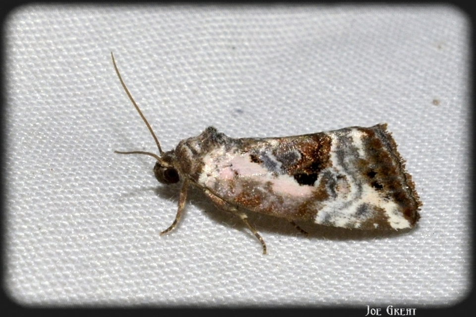Hapalotis venustula - rózsaszínű mázasbagoly