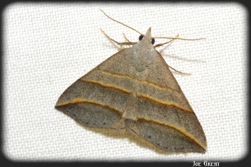 Colobochyla salicalis - háromsávos törpebagoly
