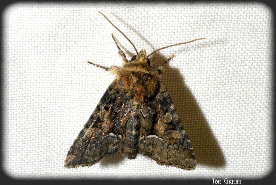 Oligia strigilis/latruncula/versicolor