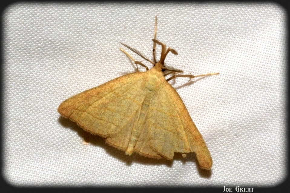 Polypogon tentacularia - sötétaljú karcsúbagoly