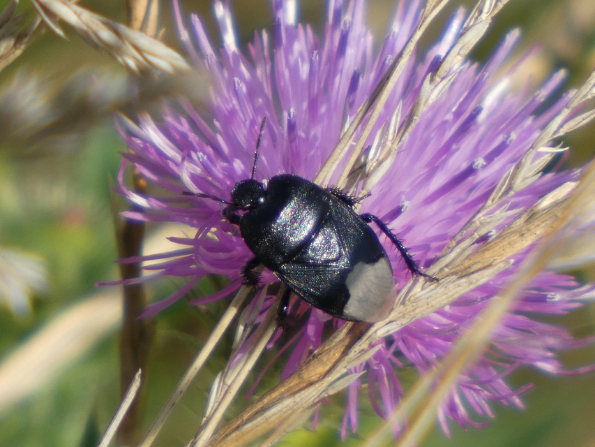 Cydnus aterrimus - nagy földipoloska