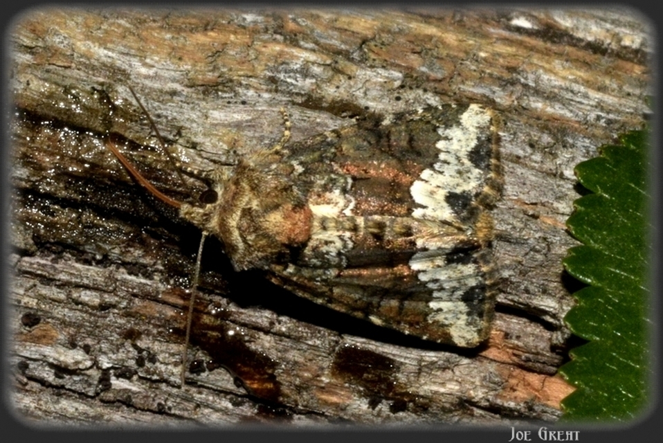 Oligia strigilis - kormos dudvabagoly