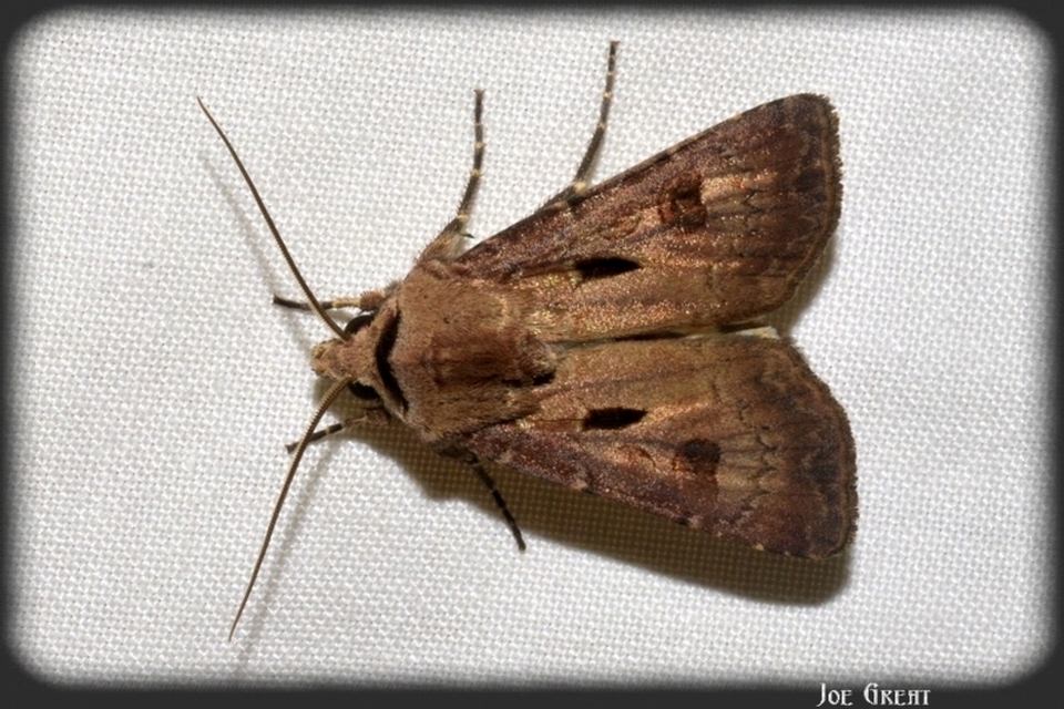 Agrotis exclamationis - felkiáltójeles földibagoly
