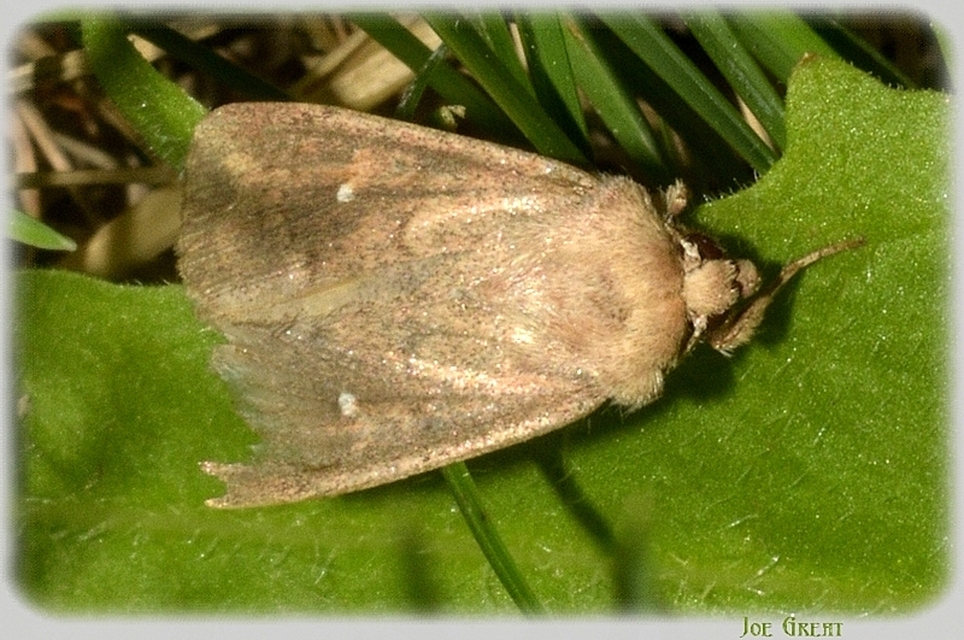 Mythimna albipuncta - fehérpettyes rétibagoly