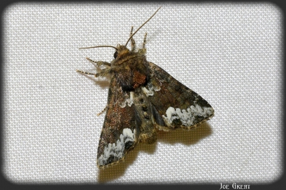 Oligia strigilis - kormos dudvabagoly