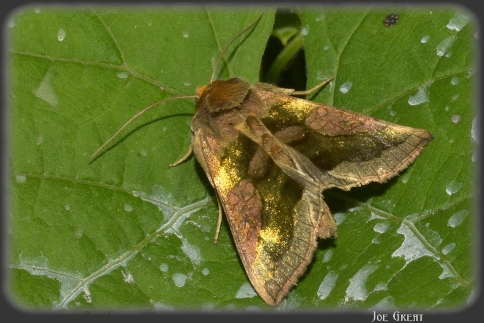 Diachrysia chrysitis - aranybagoly