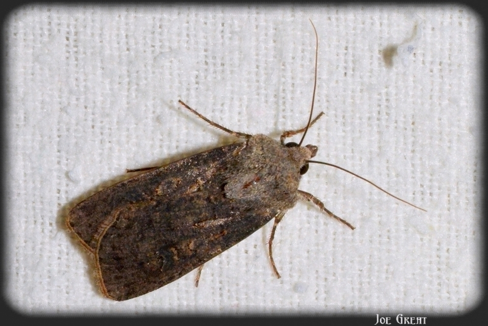 Agrotis segetum - vetési földibagoly