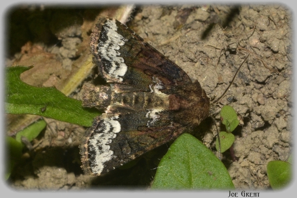 Oligia strigilis - kormos dudvabagoly
