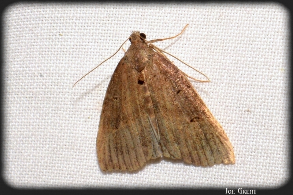 Hypena rostralis - közönséges karcsúbagoly