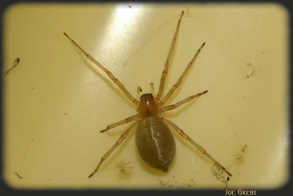 Araneae - Pókok