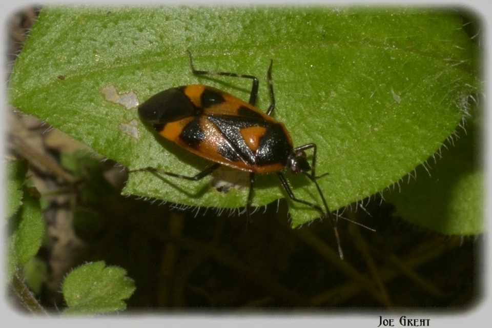 Deraeocoris trifasciatus - nagy mezeipoloska