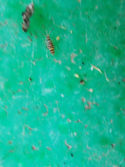 Collembola - Ugróvillások