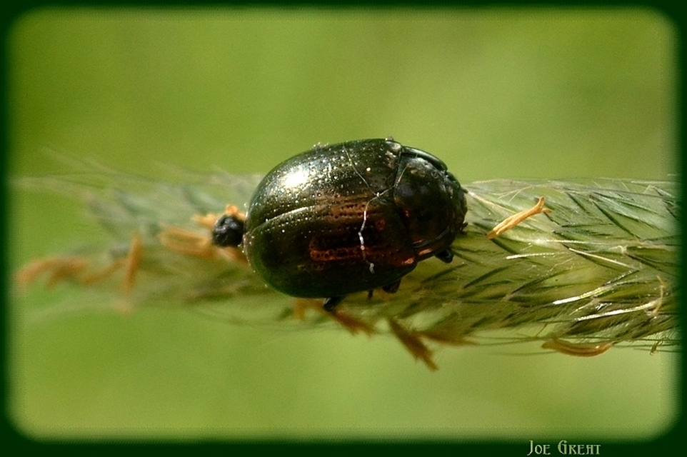 Chrysolina chalcites - homoki levelész Chrysolina chalcites - homoki levelész