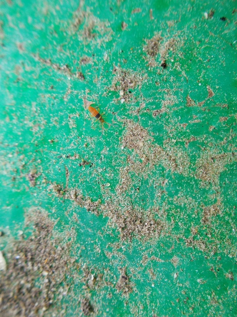 Collembola - Ugróvillások
