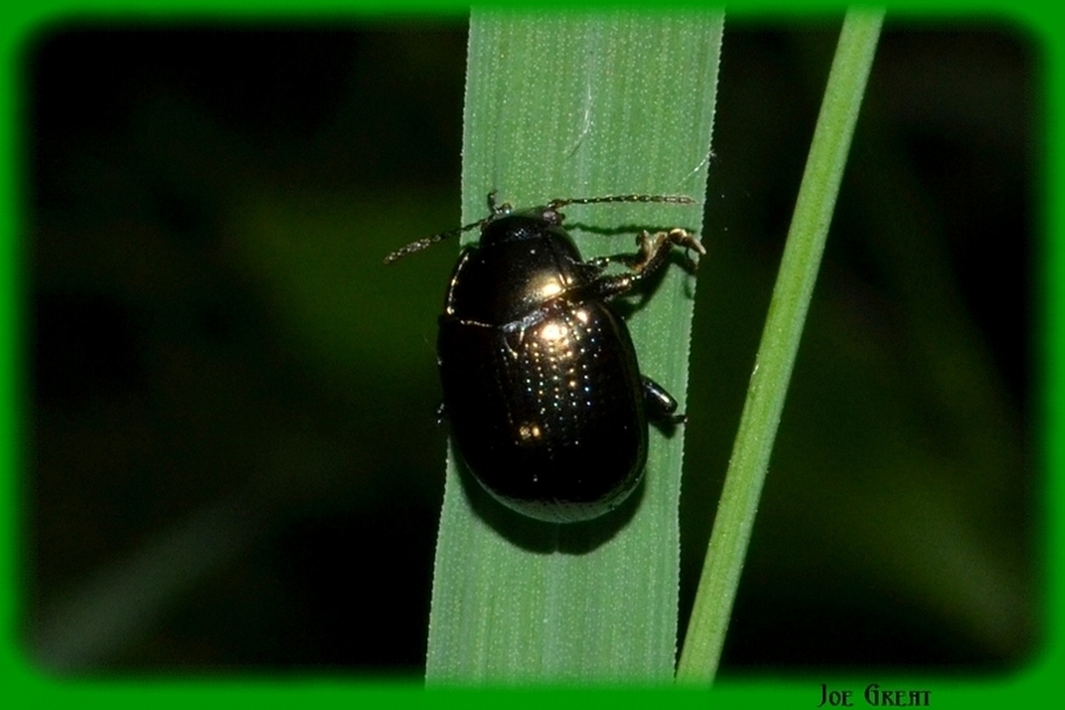 Chrysolina oricalcia - bronzos levélbogár