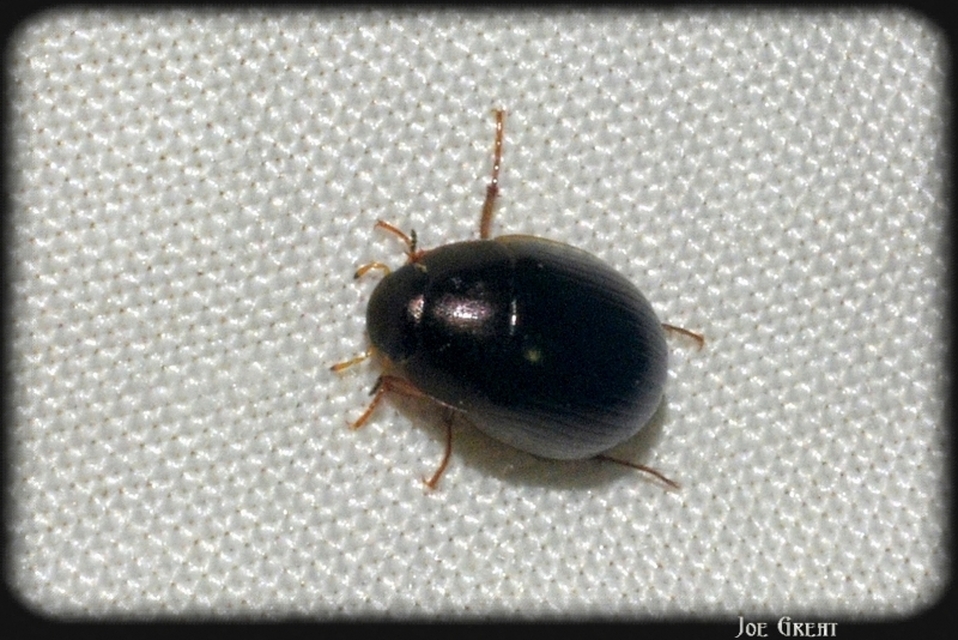 Hydrobius