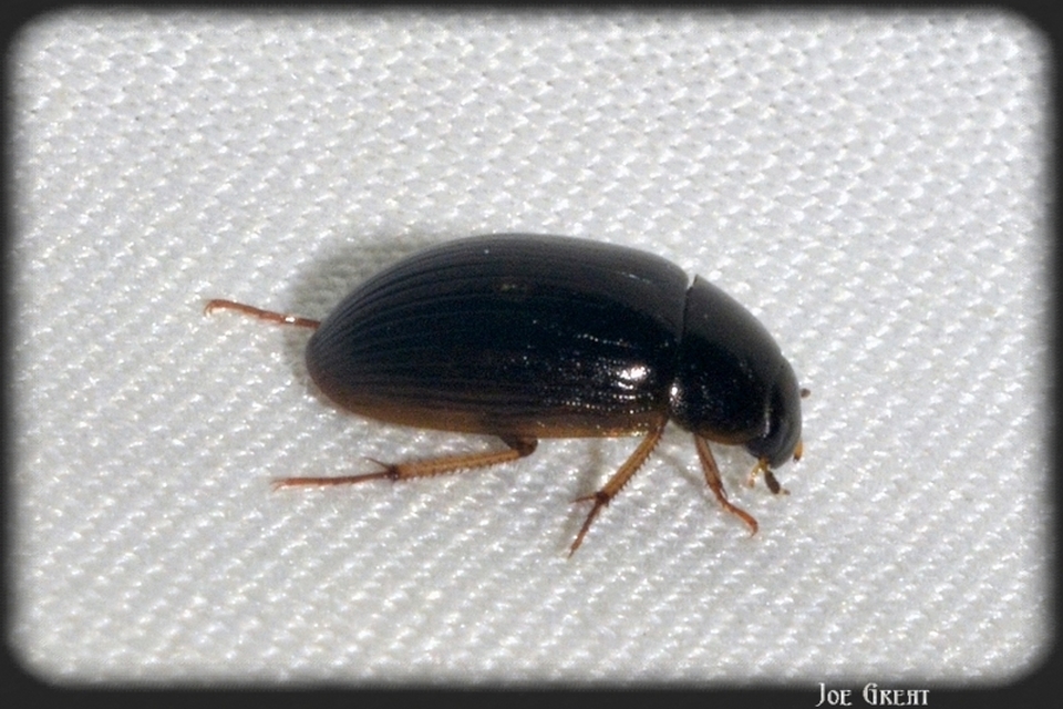 Hydrobius