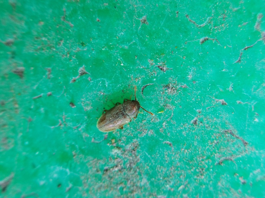 Cryptophagidae - penészbogárfélék