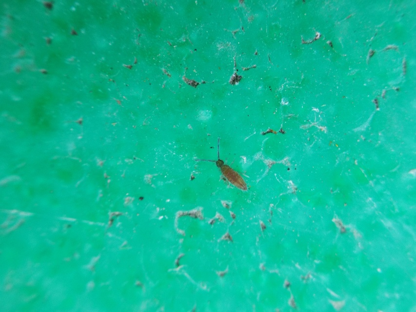 Collembola - Ugróvillások