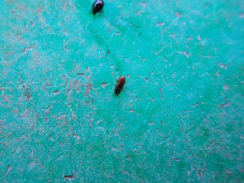 Cryptophagidae - penészbogárfélék
