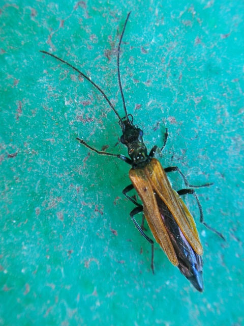 Oedemera femorata - sárgahátú álcincér