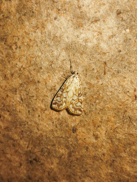 Elophila nymphaeata - tarka vízimoly