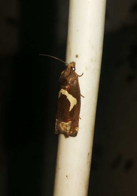 Epiblema foenella - kampósfoltú tükrösmoly