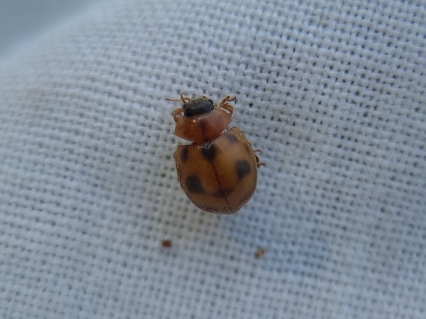 Cynegetis impunctata - pázsitfűböde