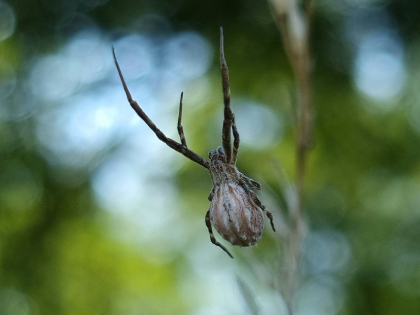 Uloborus walckenaerius - derespók
