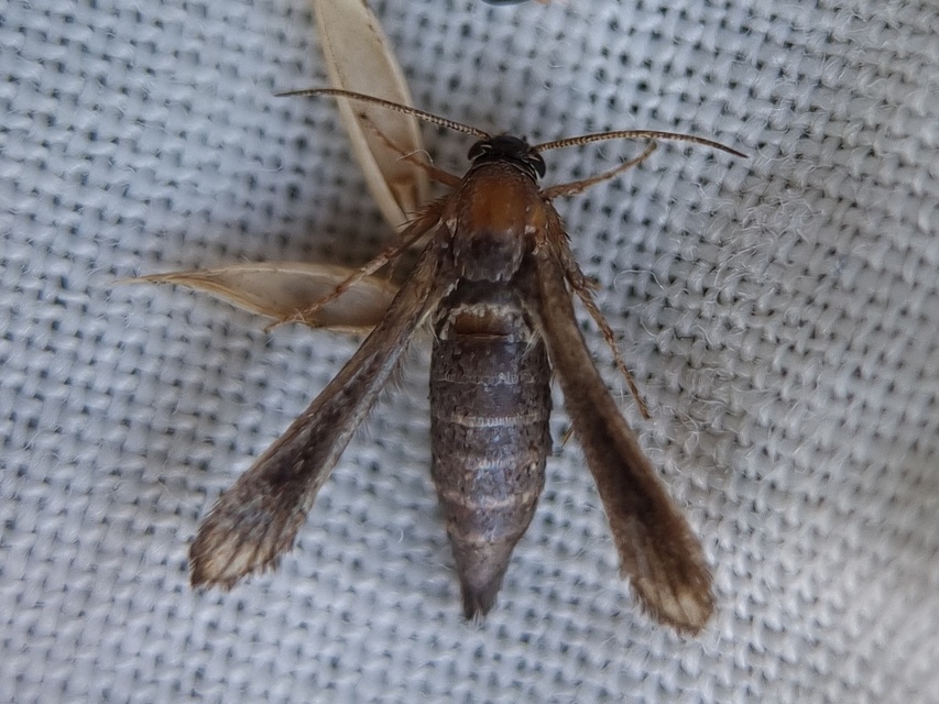 Microsphecia brosiformis - folyófűszitkár