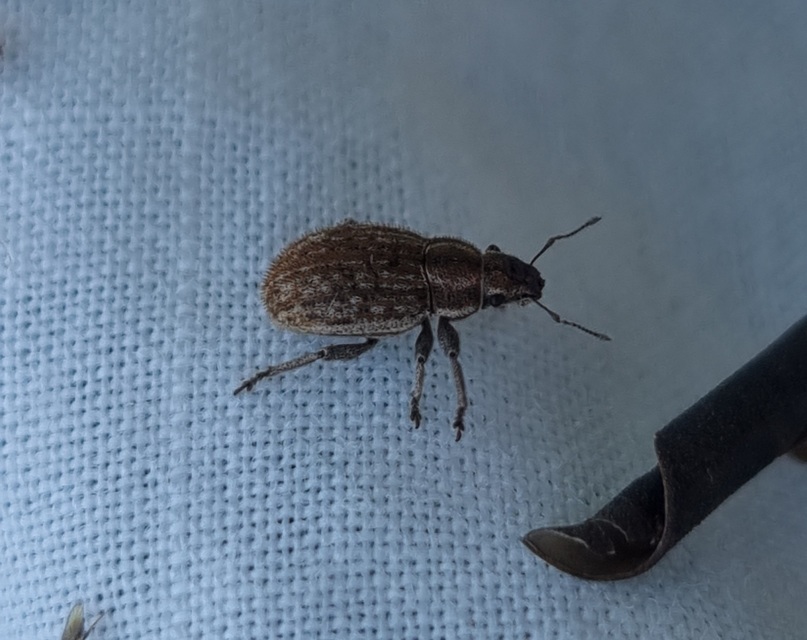 Strophosoma faber - homoki mesterormányos