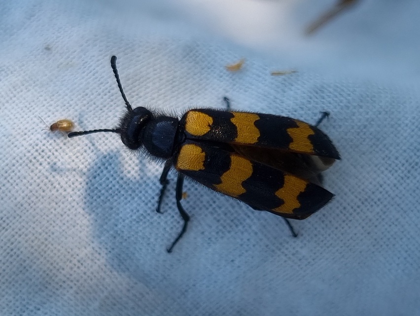 Mylabris variabilis - szalagos hólyaghúzó Mylabris variabilis - szalagos hólyaghúzó