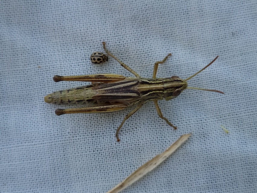 Pseudochorthippus parallelus - közönséges rétisáska