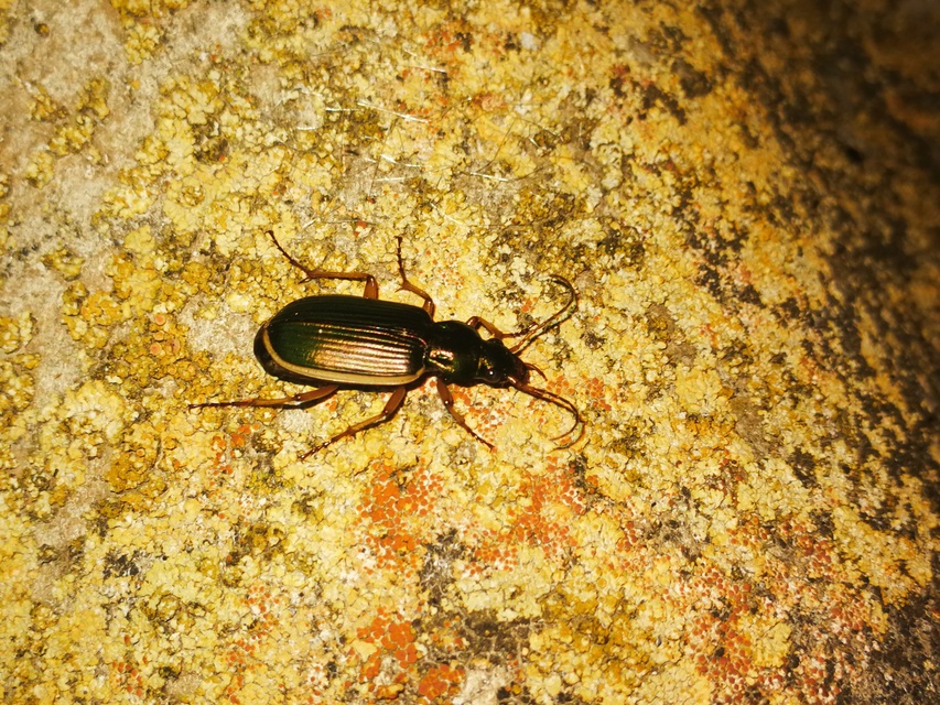 Chlaenius spoliatus - csupasz bűzfutó