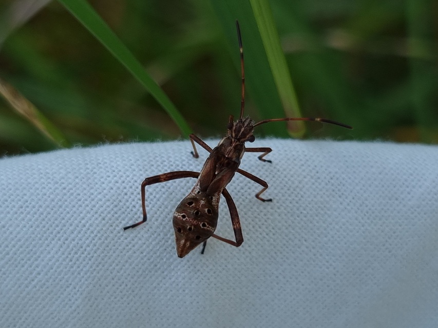 Camptopus lateralis - görbelábú karimáspoloska