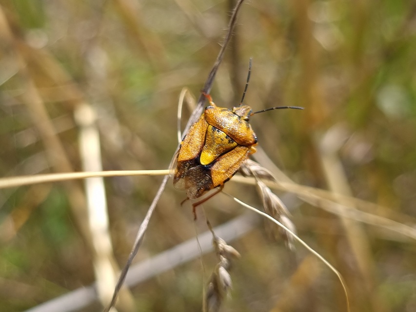 Carpocoris