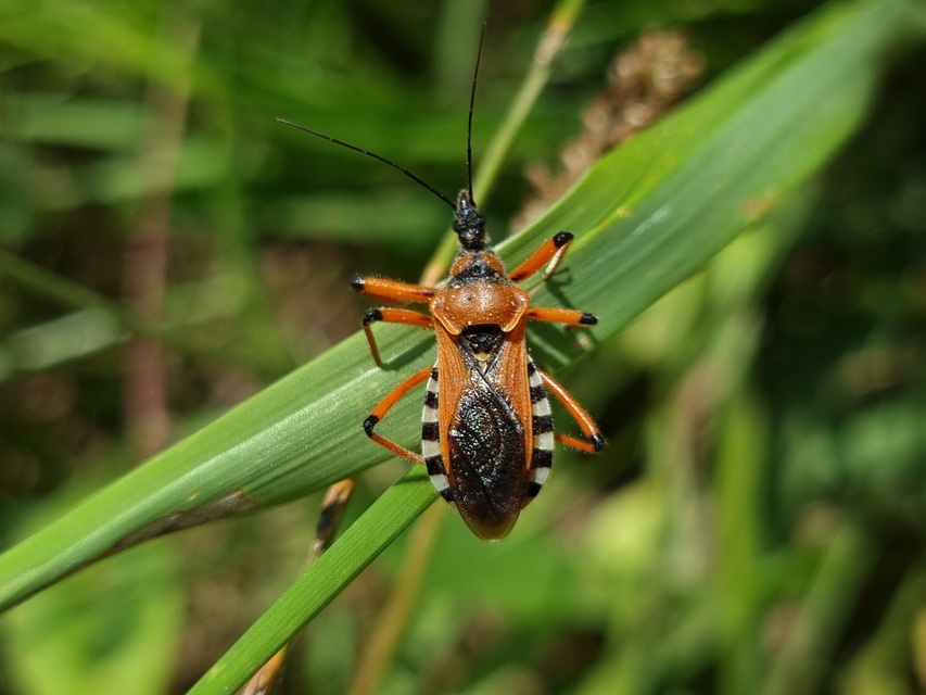Rhynocoris iracundus - közönséges gyilkospoloska