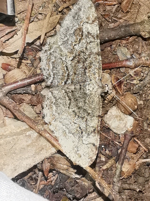 Alcis repandata - foltos faaraszoló