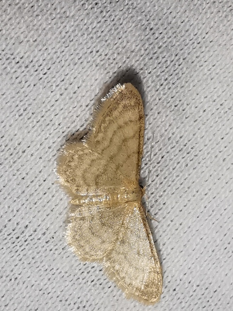 Idaea dilutaria - napvirág-apróaraszoló